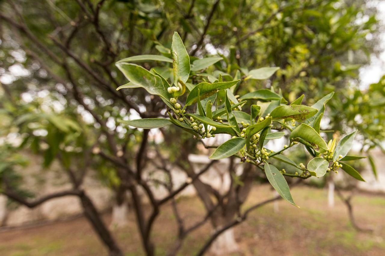 斯派赛斯 Two Olive Trees旅馆 外观 照片